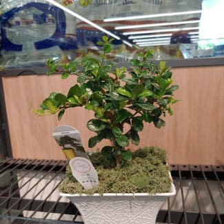 Fukien Tea Tree plant in Somewhere on Earth
