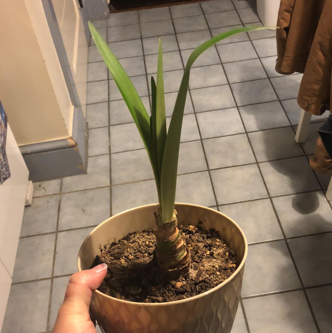 Potted plant with long green leaves, held by a hand, indoors on a tiled floor.
