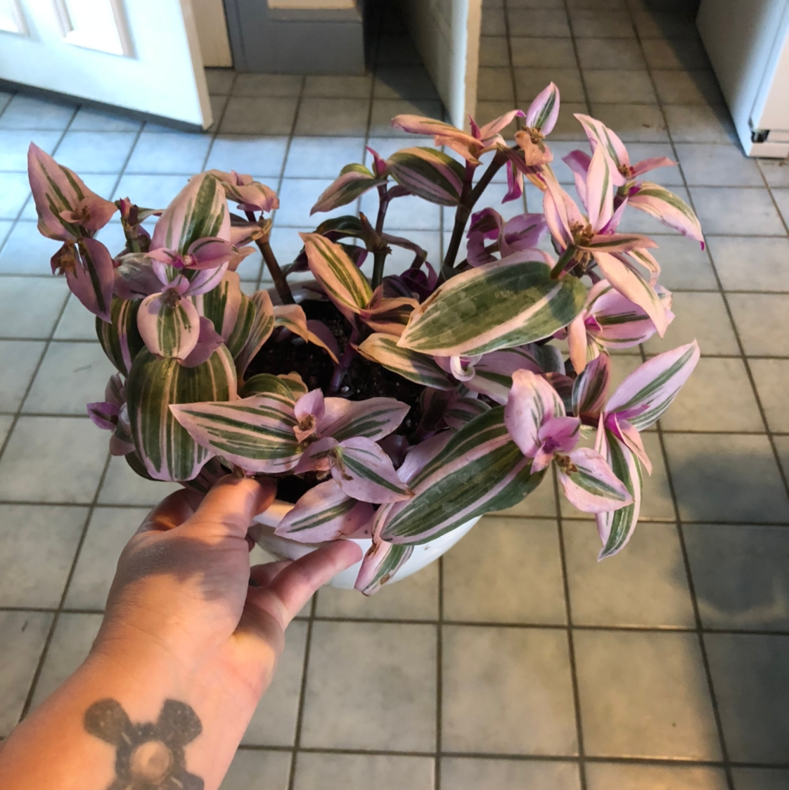 Tradescantia Nanouk plant with vibrant pink and green striped leaves, held by a hand.