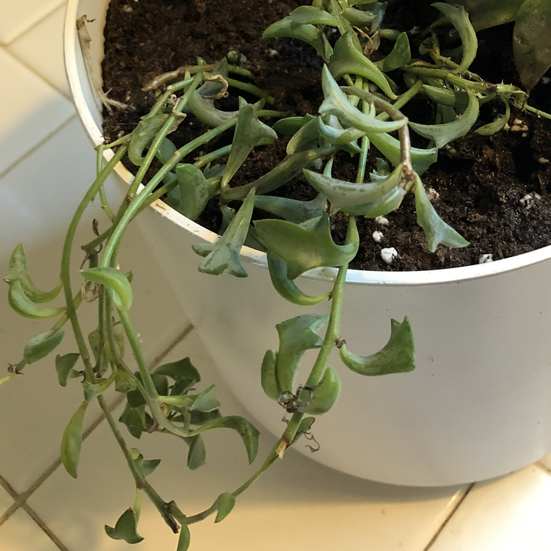 String of Dolphins plant in a white pot with some browning and wilting leaves.