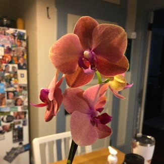 Phalaenopsis Orchid plant in York, Pennsylvania