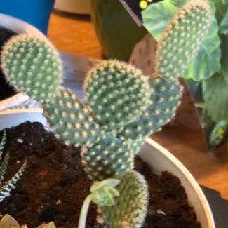 Bunny Ears Cactus plant in York, Pennsylvania