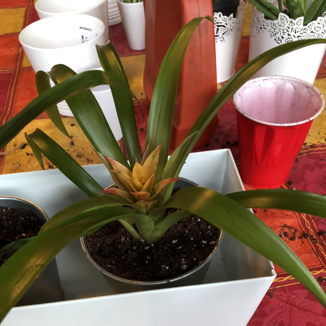 A healthy Droophead Tufted Airplant in a ceramic pot, alongside other houseplants like a prayer plant and aloe vera.