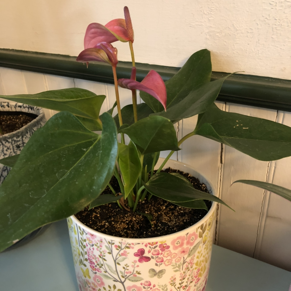 Painter's Palette plant photo by @Becki named Clara on Greg, the plant care app.