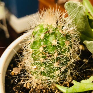 Scarlet Hedgehog Cactus plant in York, Pennsylvania