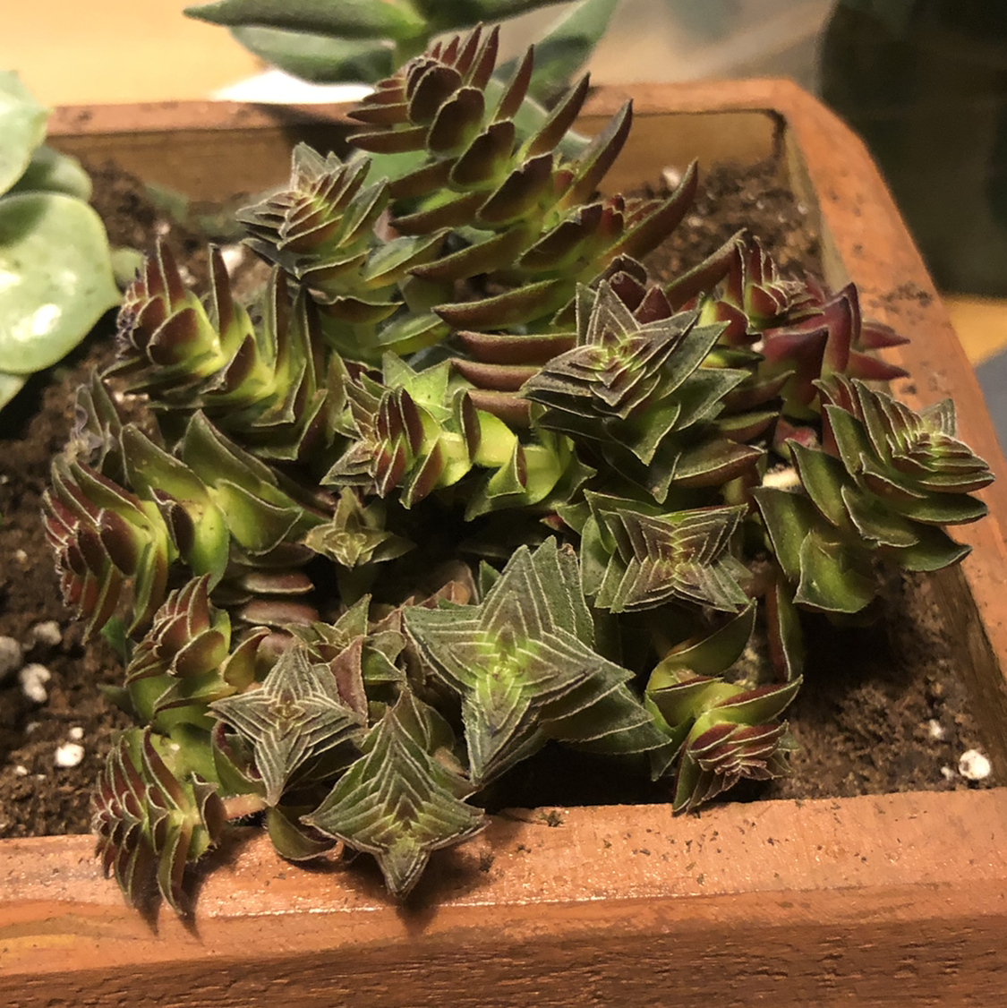 Red Pagoda plant in a wooden planter with vibrant green and red leaves.