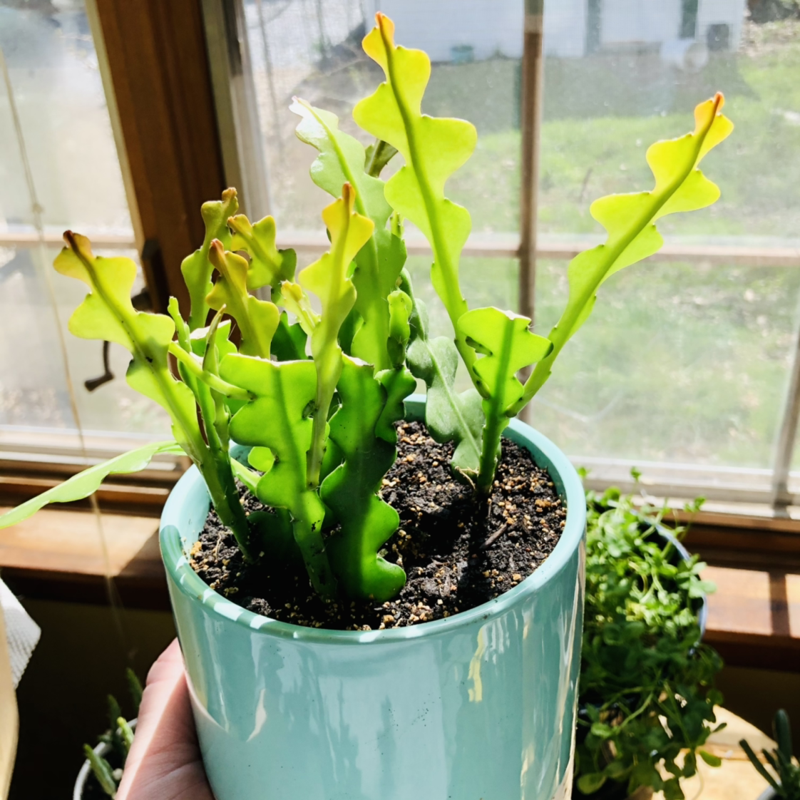 Fishbone Cactus in a blue pot with vibrant green leaves, well-framed and in focus.