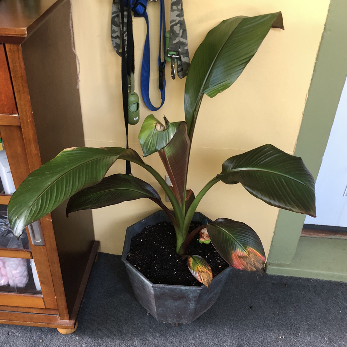 A potted Abyssinian Banana plant with some browning on the leaf edges.
