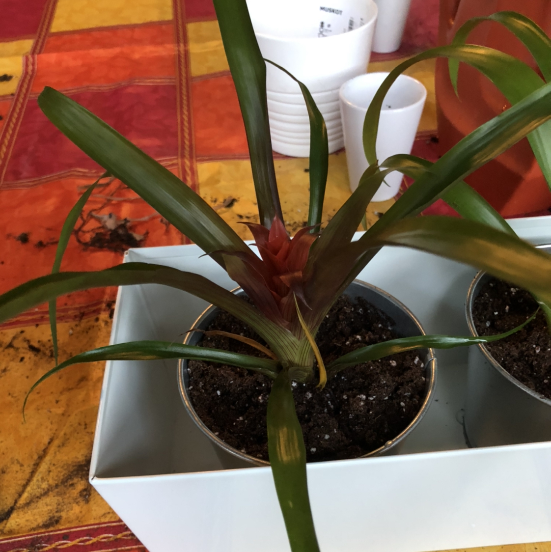 Close-up of healthy Droophead Tufted Airplant with long curving leaves in white ceramic pot filled with dark organic potting mix.