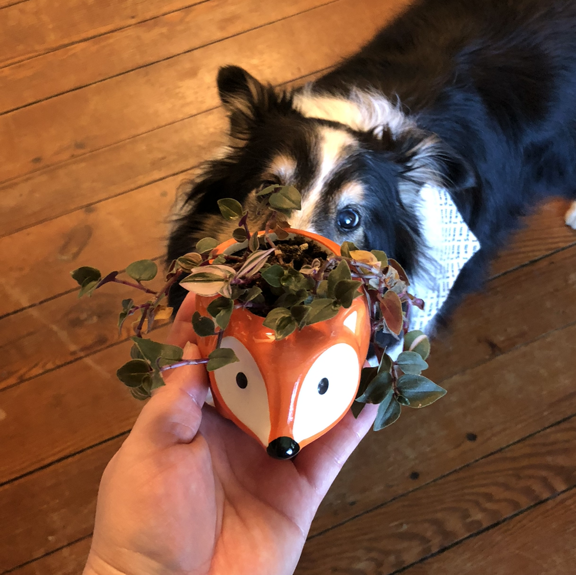 Border Collie dog holding a decorative orange fox planter with a small Pilea peperomioides plant in its mouth