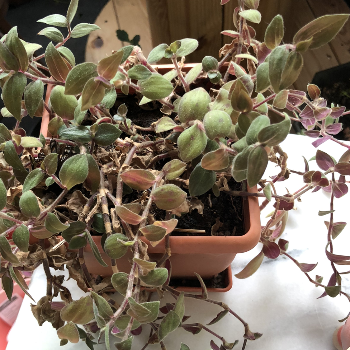 Healthy Creeping Inch Plant with purple-green leaves cascading over edges of a small terracotta pot.