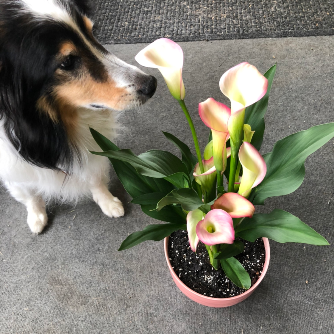 Buy calla lily and dogs Outlet Black Friday