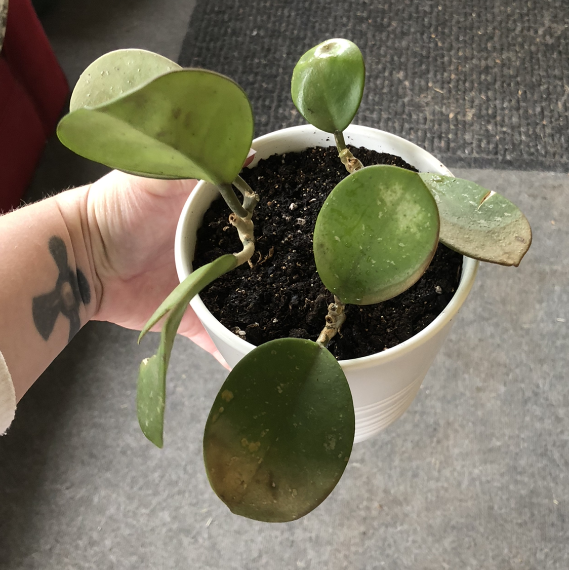 Potted Hoya obovata plant with round, thick leaves, some minor spots, and visible soil.