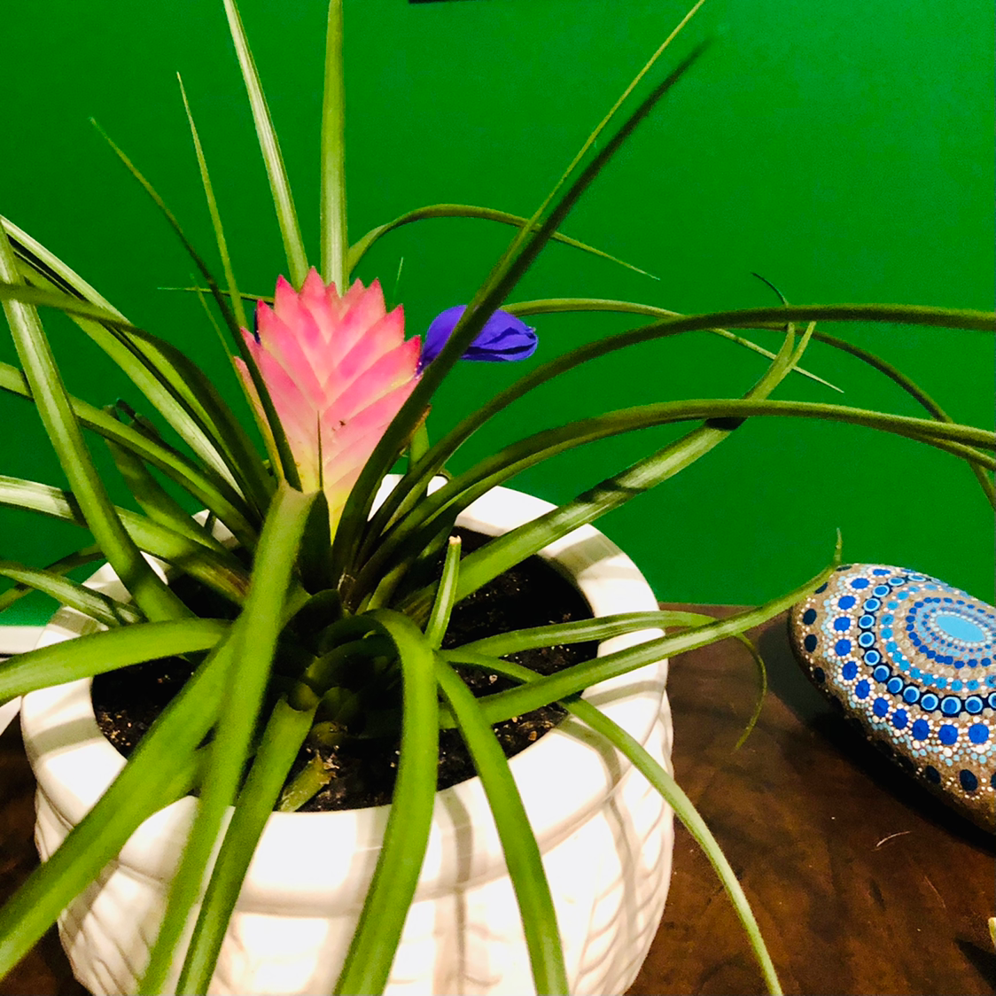 What Do Pink Quill Plant Flowers Mean?