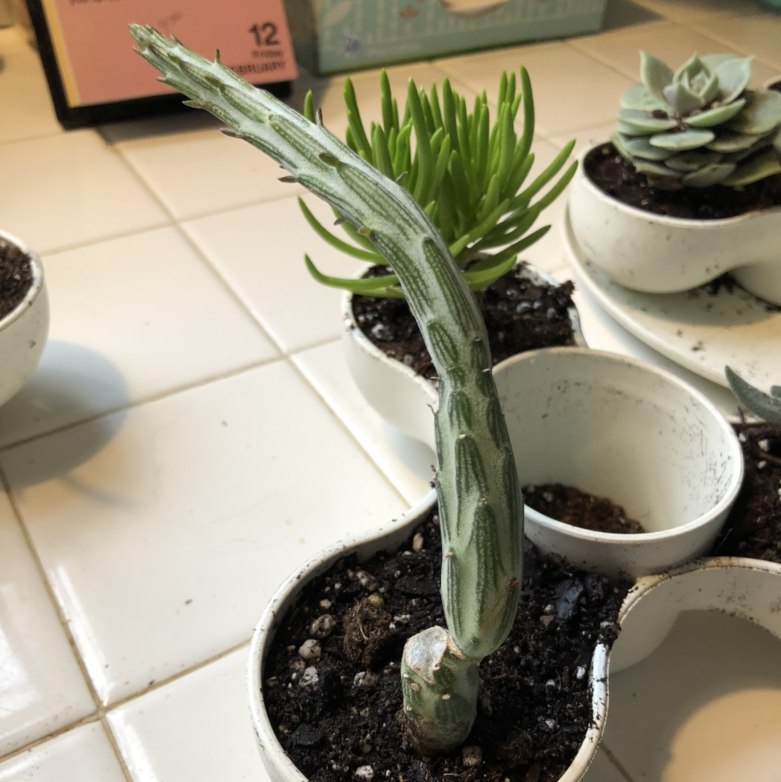 Pickle plant plant photo by @Becki named Hagrid on Greg, the plant care app.