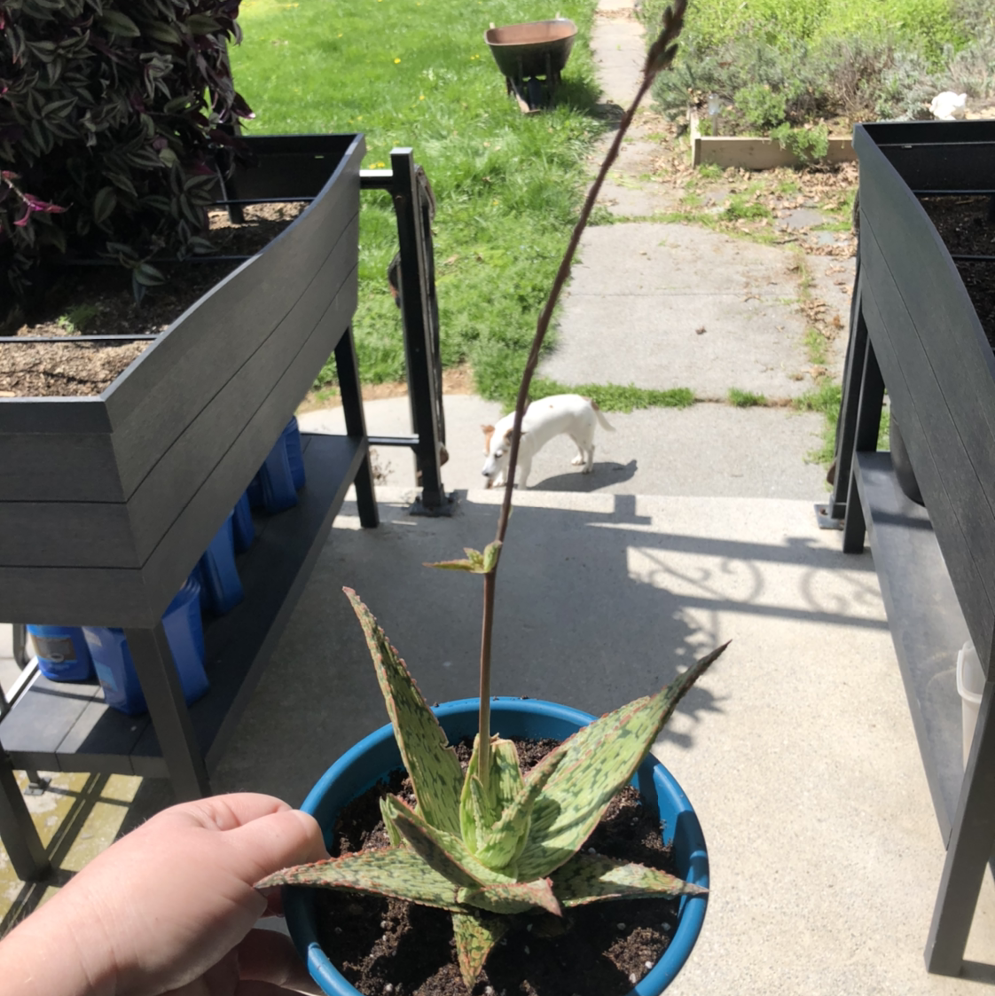 Potted Broad-Leaved Aloe plant with discoloration and spots, held by a hand.