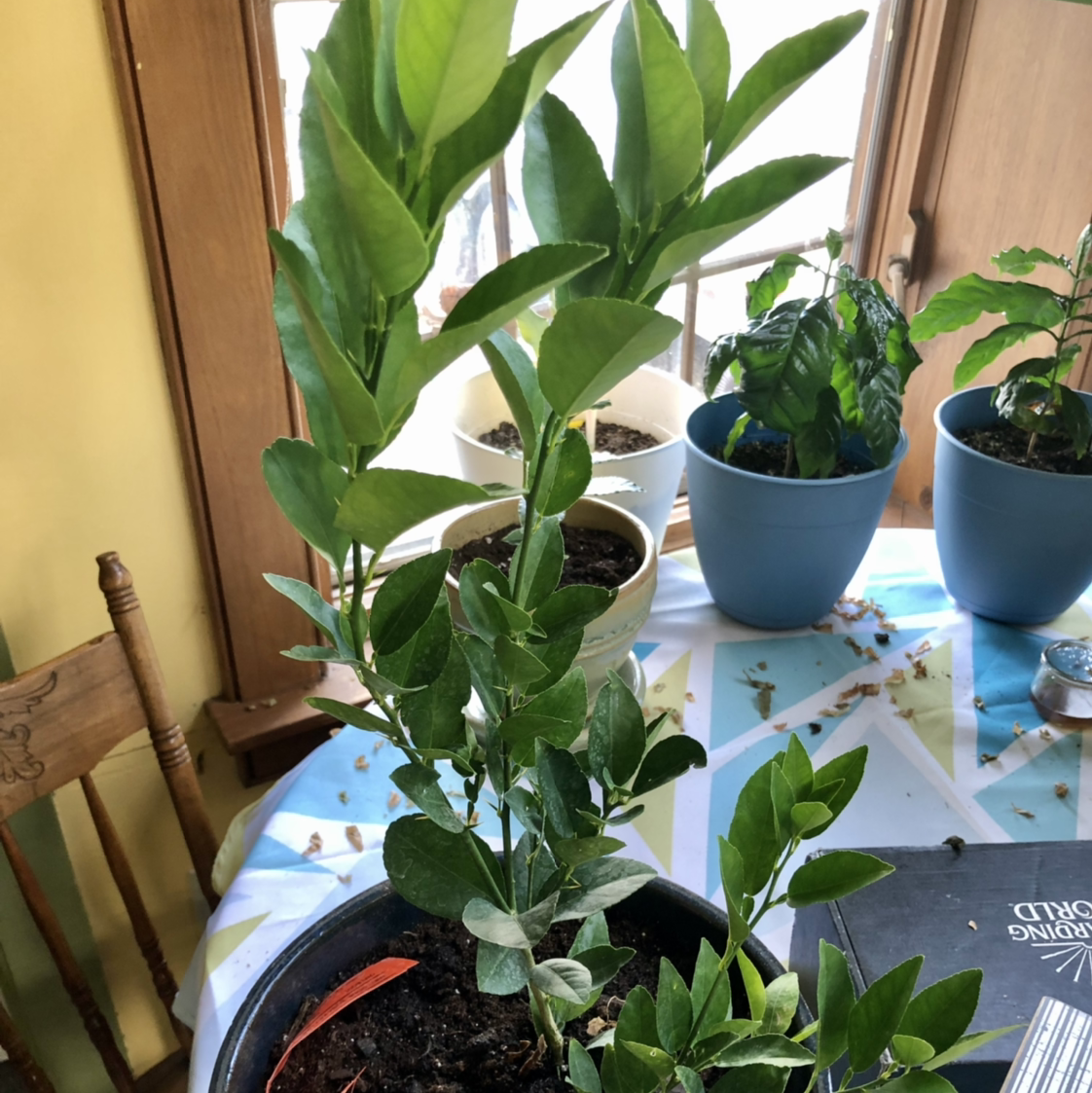Potted Key Lime Tree indoors near a window with other plants in the background.