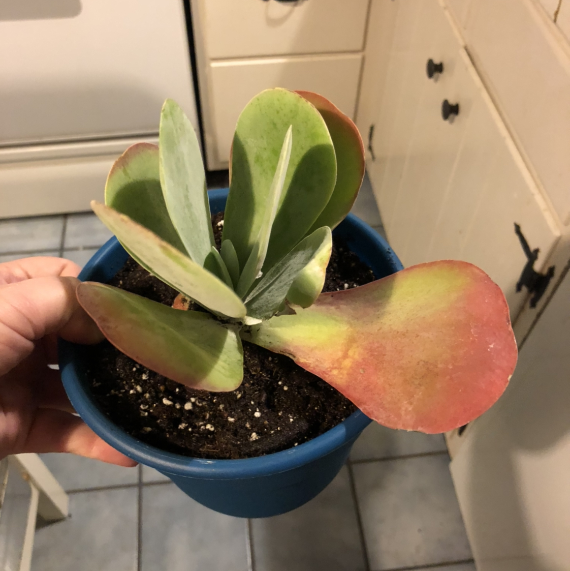 Flapjacks plant (Kalanchoe thyrsiflora) in a blue pot with red-edged leaves, held by a hand.