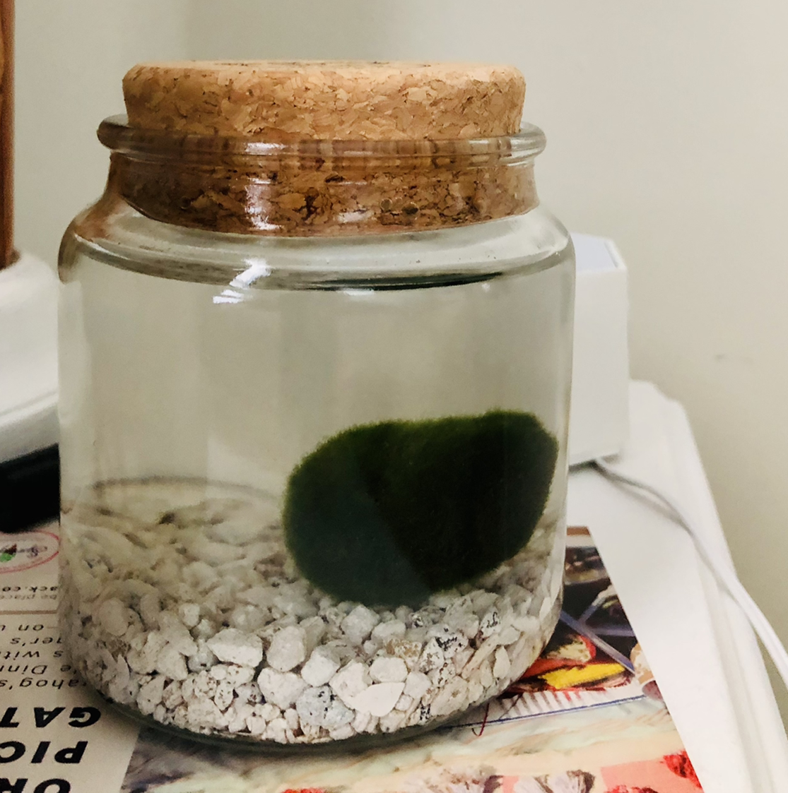 Marimo moss ball in a glass jar with white pebbles, sealed with a cork lid.