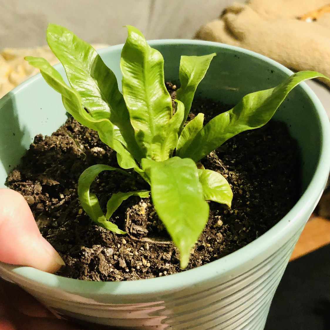 Hart's Tongue Fern in a pot with visible soil, held by a hand.