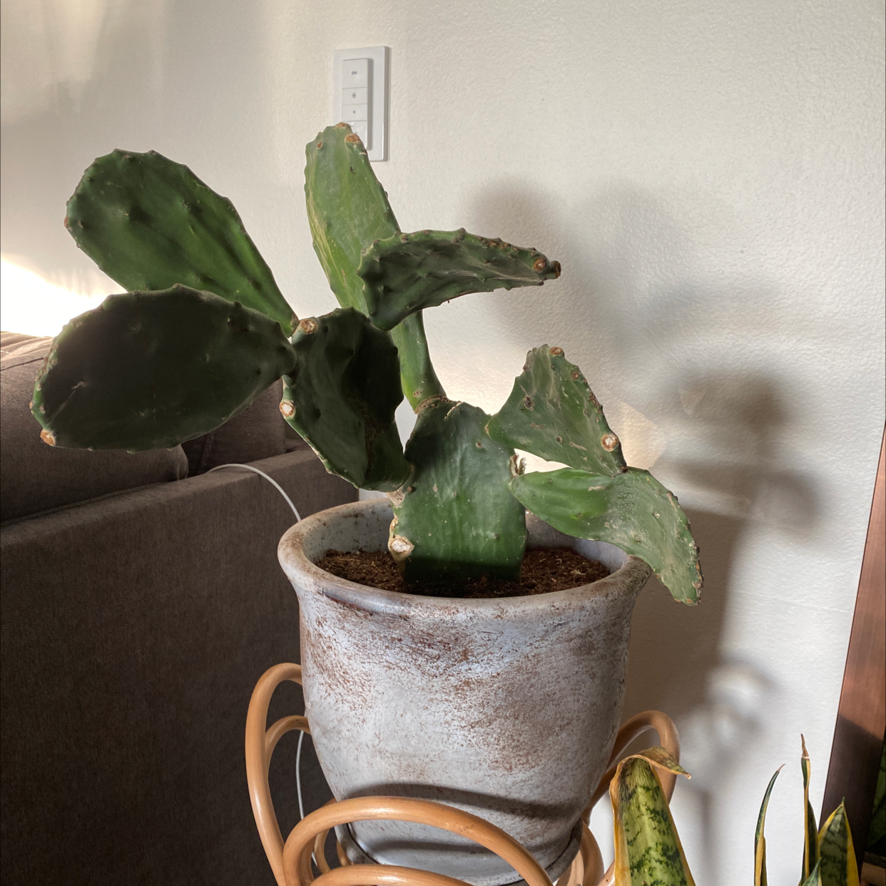 Potted Smooth Prickly Pear cactus indoors, healthy with visible soil.