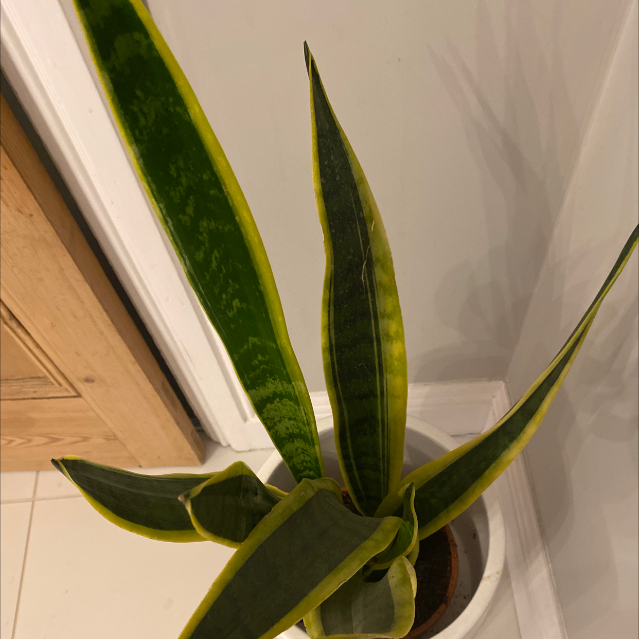Snake Plant plant photo by @Andymfisher named Your plant on Greg, the plant care app.