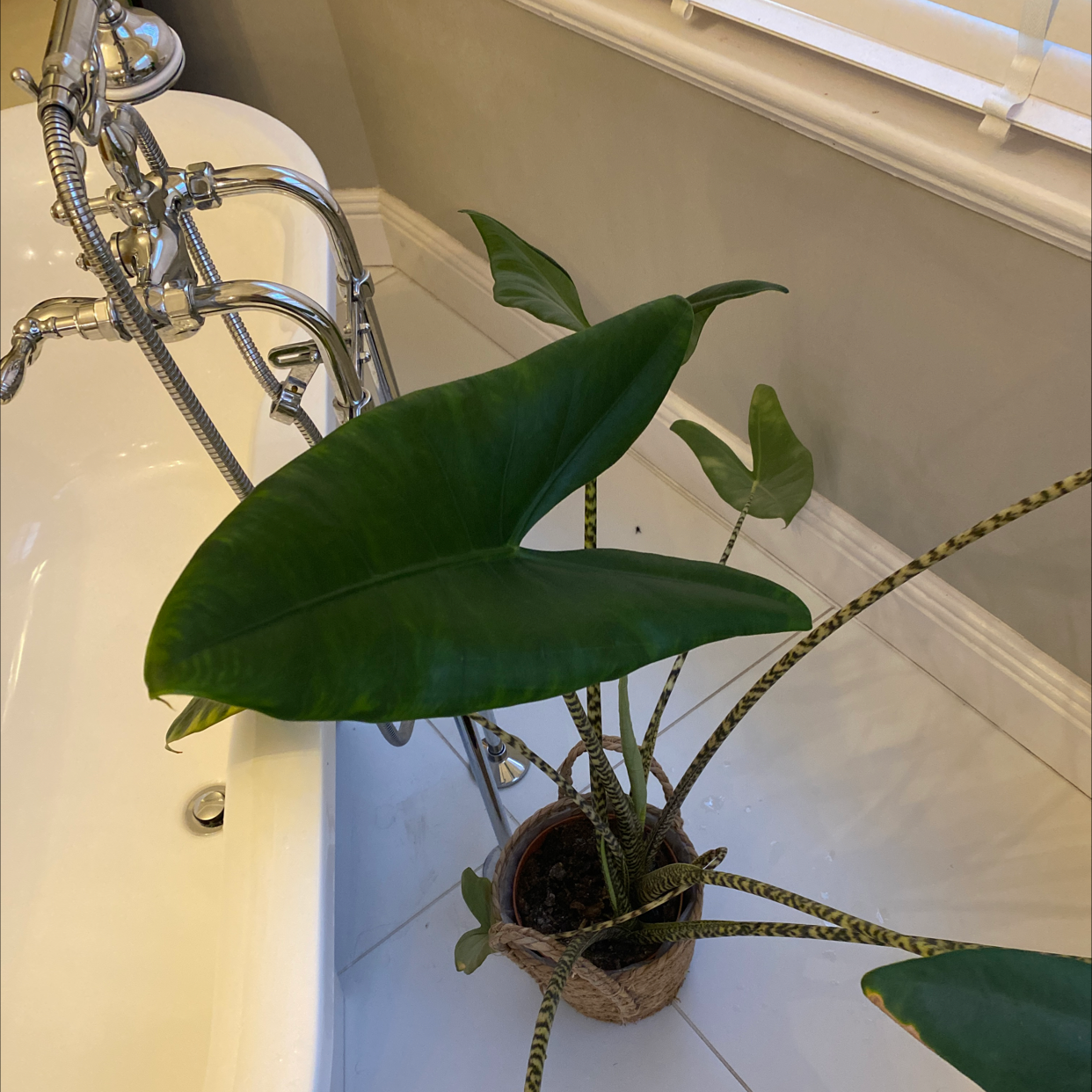 Blushing Philodendron plant photo by @Andymfisher named Your plant on Greg, the plant care app.