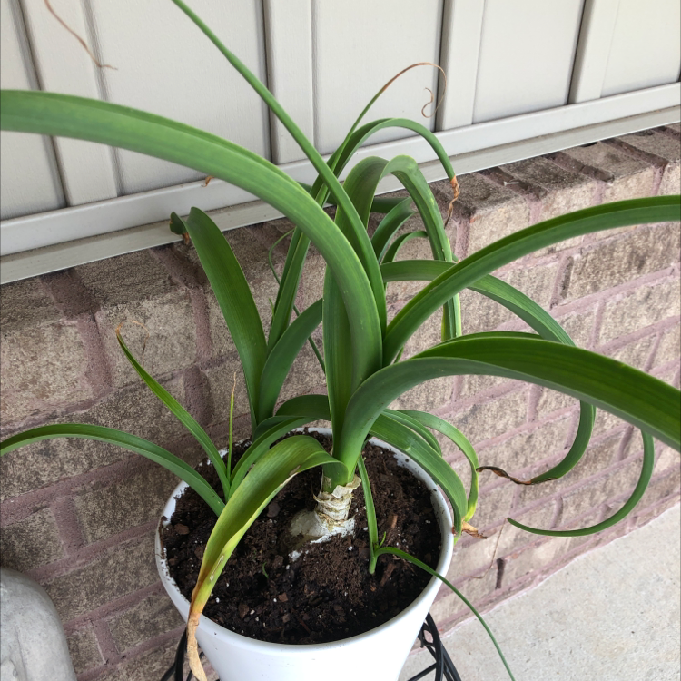 Photo of the plant species Pregnant Onion by @Jordwor named Annie on Greg, the plant care app