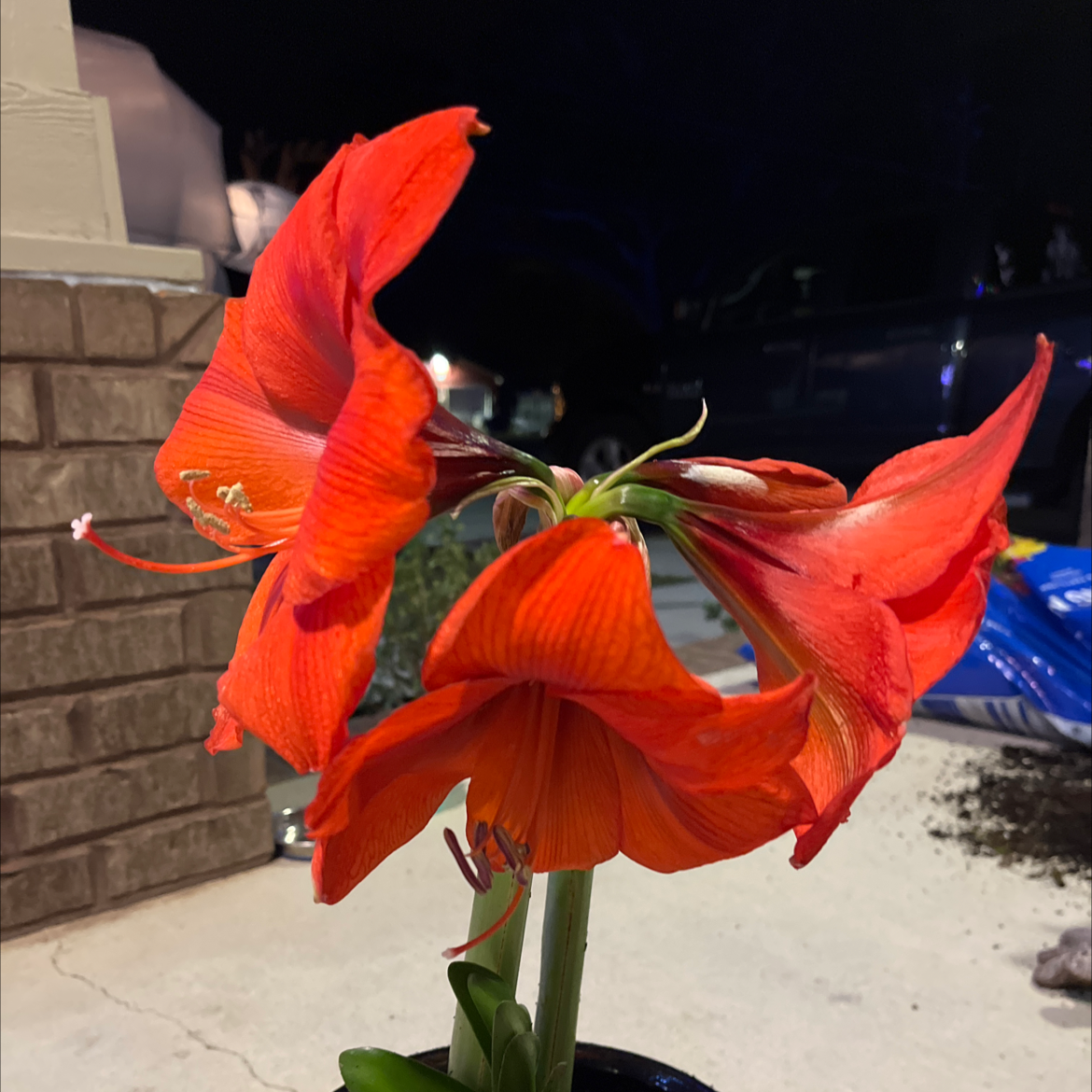 Striped-Tubed Amaryllis with bright red flowers, healthy appearance.