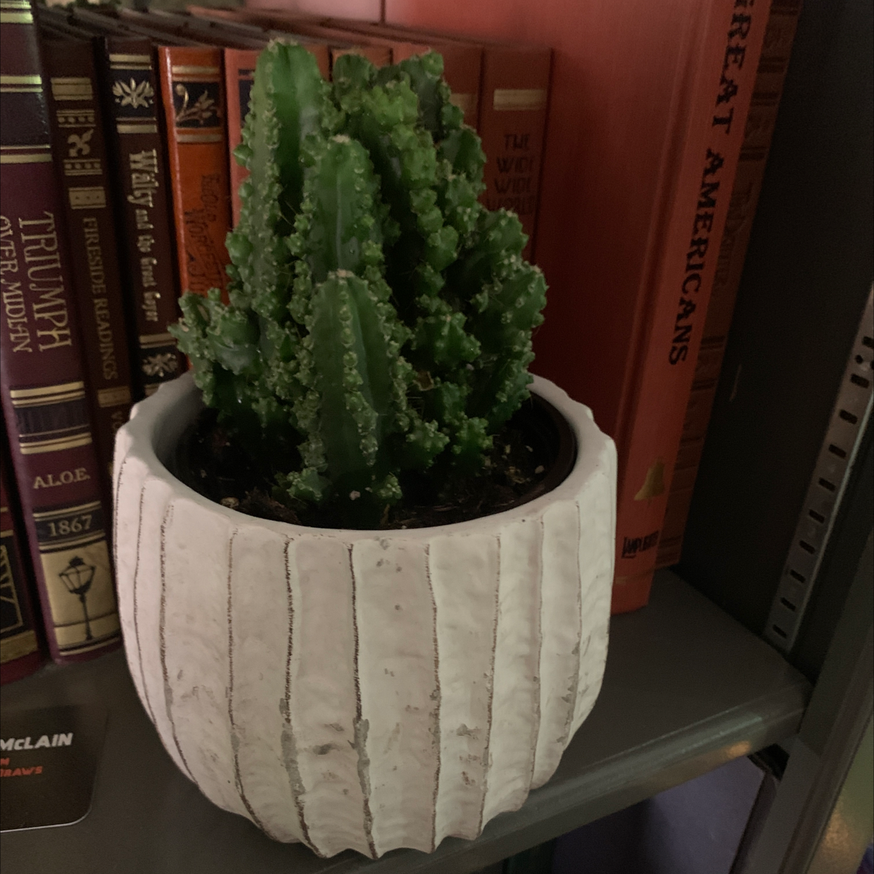 Fairy Castle Cactus in a white pot on a shelf with books in the background.