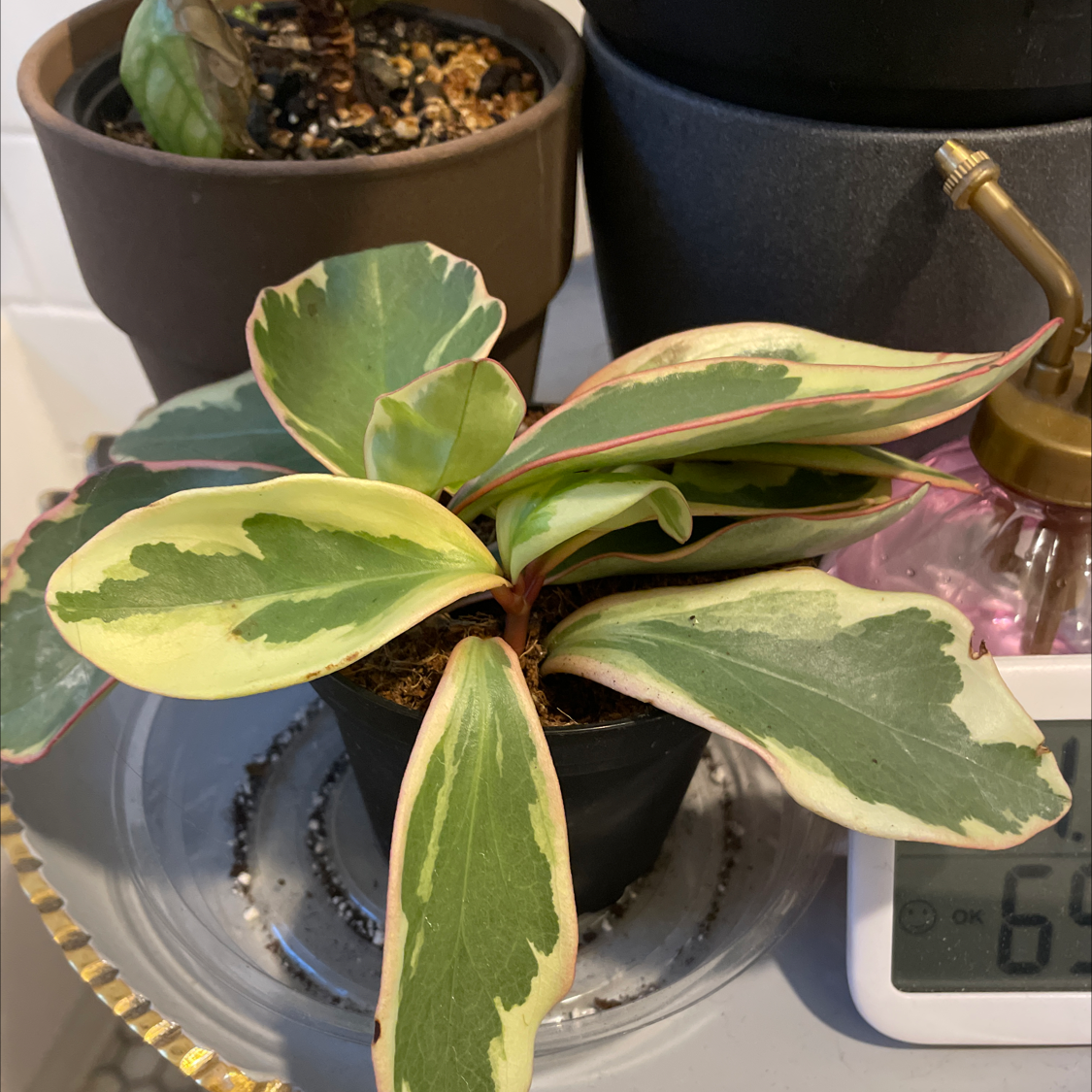 Variegated Jelly Plant with green and cream-colored leaves in a small pot.