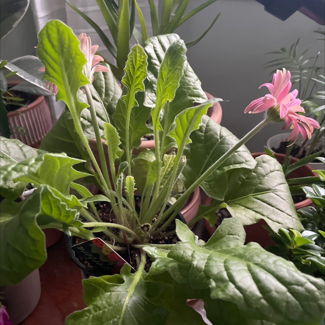 Gerbera plant with green leaves and pink flowers in a pot with visible soil.