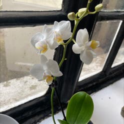 White Apple Moth Orchid plant