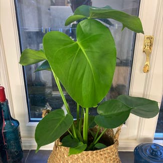Monstera plant in Weymouth, England