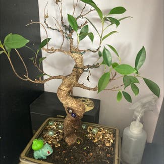 Ficus Ginseng plant in Weymouth, England