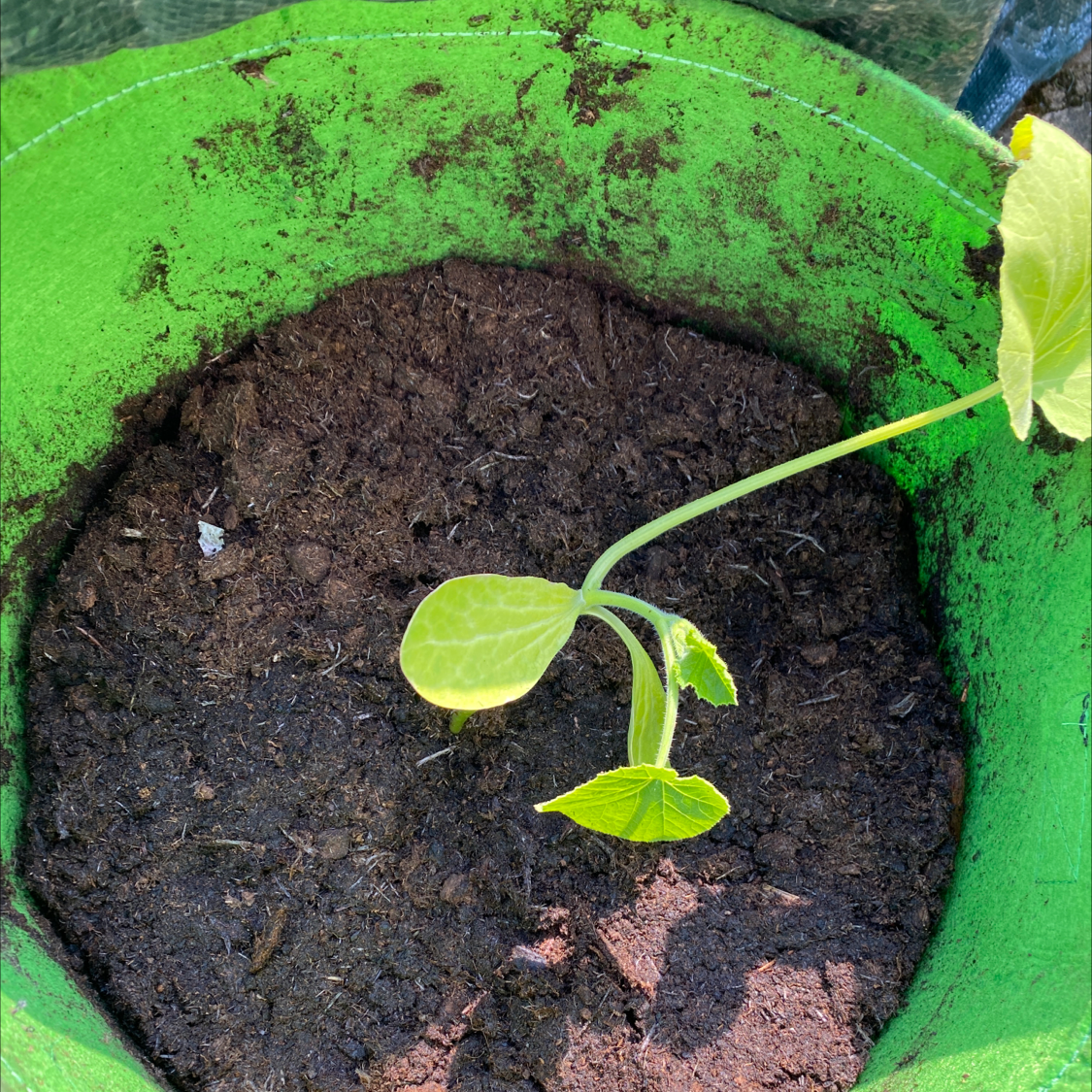 What Should I Do When Summer Squash Leaves Turn Yellow? 💛
