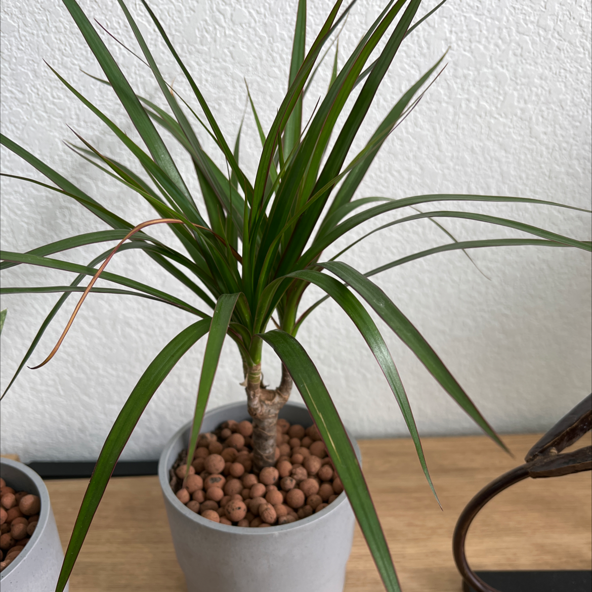A healthy Song of India plant with vibrant green leaves in a white pot filled with clay pebbles, sitting on a wooden surface.