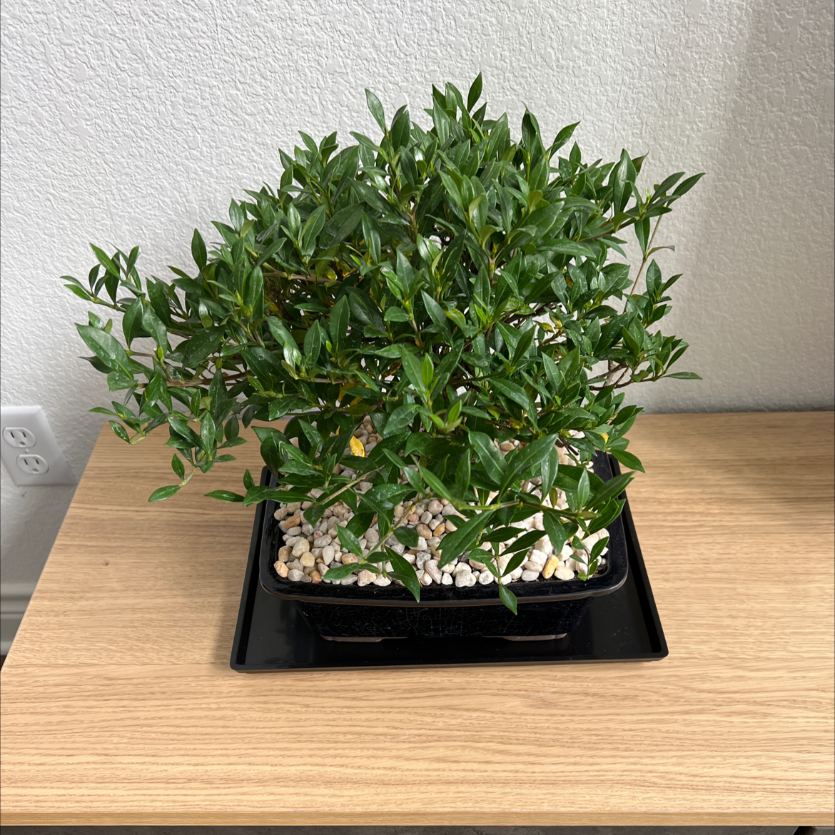 Cape Jasmine plant in a pot with pebbles on a wooden surface.