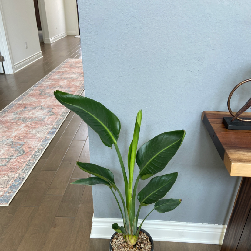 Bird of Paradise plant in a pot indoors with healthy green leaves.