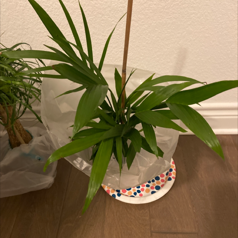 Healthy, thriving Areca Palm in a decorative polka dot pot. Lush green leaves with no signs of discoloration or disease.