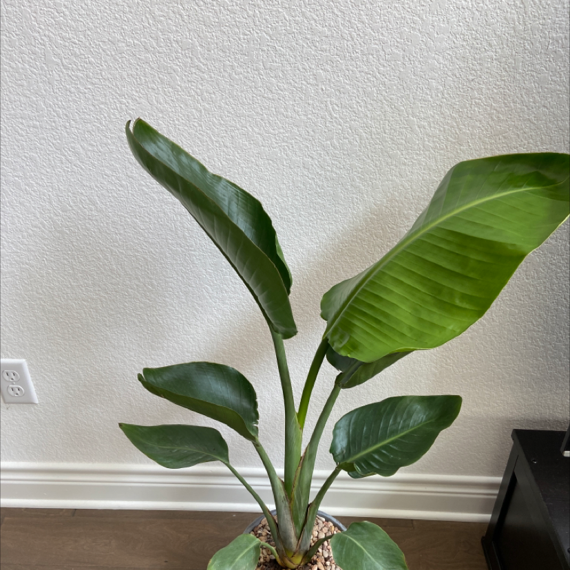 Bird of Paradise plant with large green leaves in a pot with decorative pebbles.