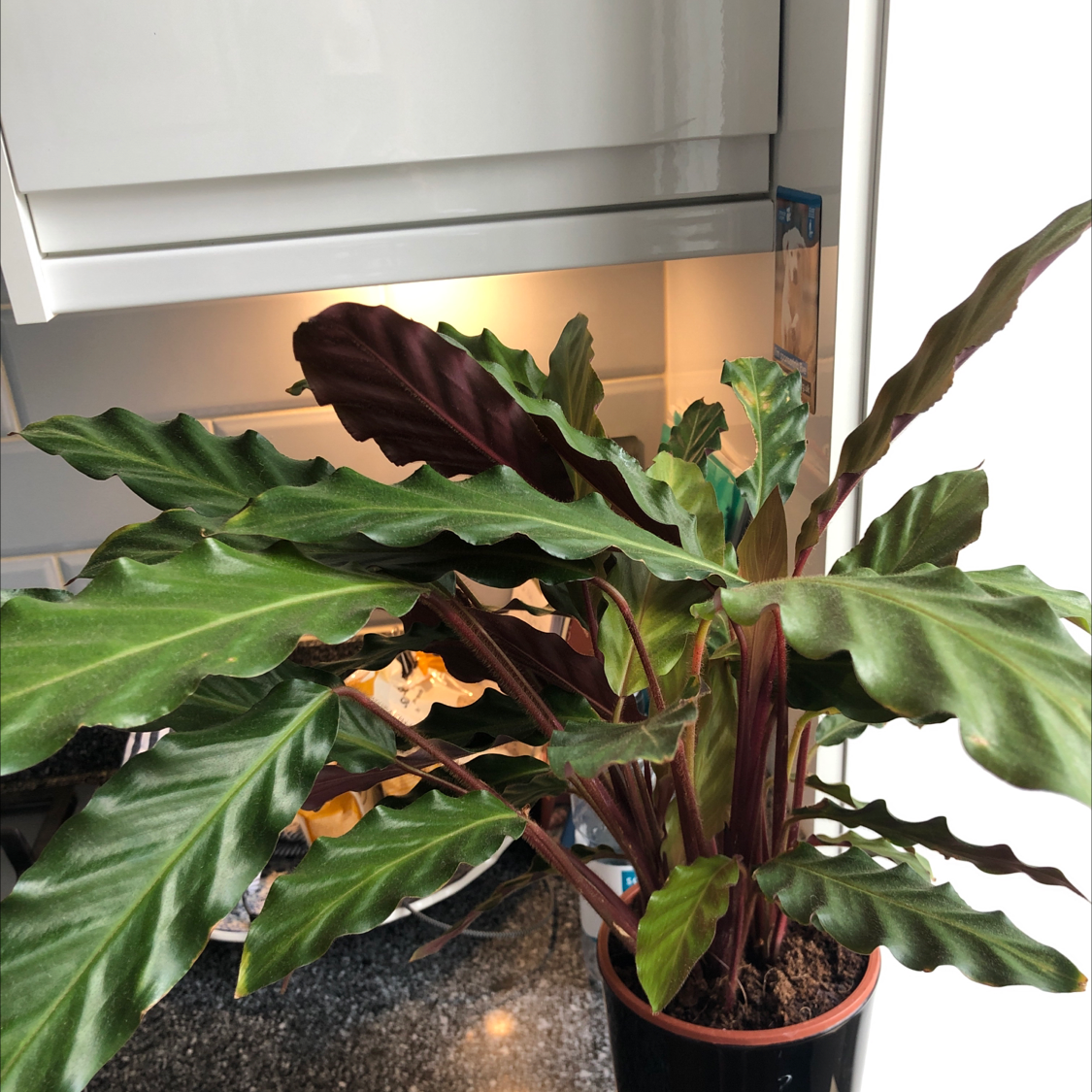 Photo of the plant species Furry Feather Calathea by Ekaterina named Henry on Greg, the plant care app