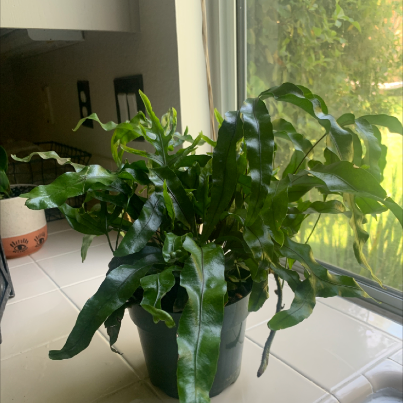 Blue Star Fern in a pot on a tiled surface near a window, with vibrant green leaves.