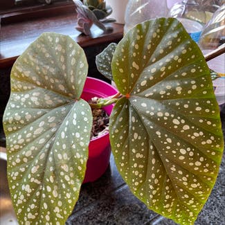 Polka Dot Begonia plant in Scarriff, County Clare
