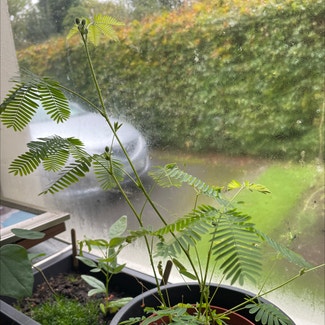 Sensitive Plant plant in Scarriff, County Clare