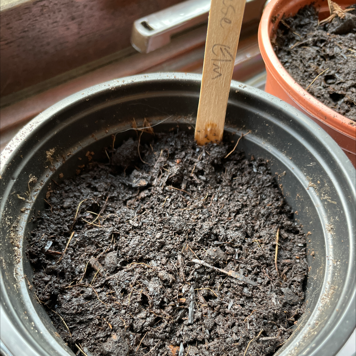 A hand using a wooden stick to mix dark potting soil in a shiny metal pot. No plant is visible in the image.