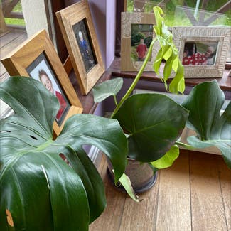 Monstera plant in Scarriff, County Clare