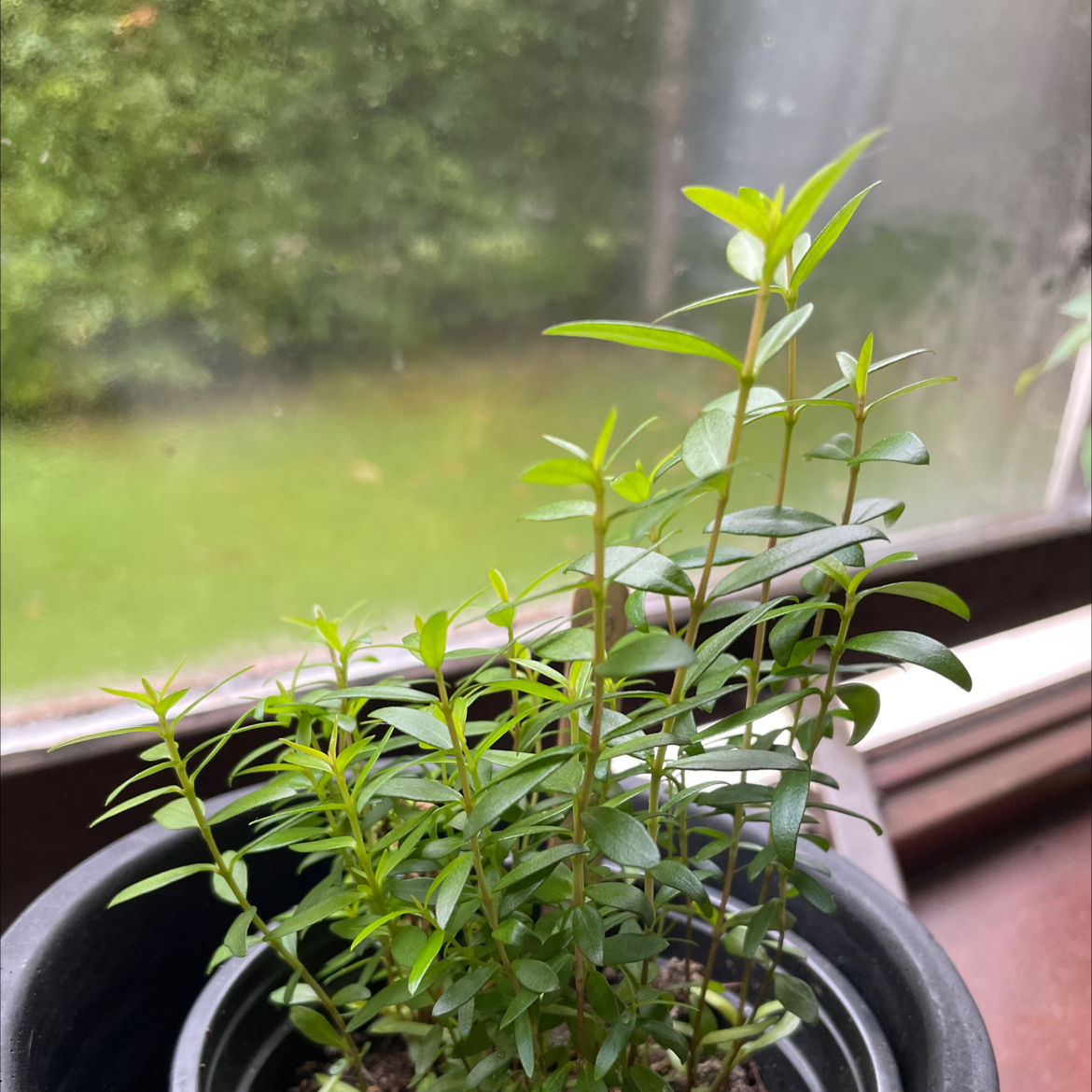 Potted Common Myrtle plant with slender green leaves, placed near a window.