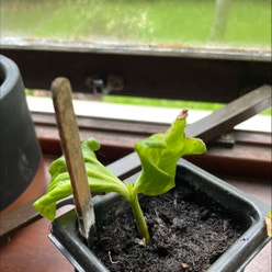 Baob plant