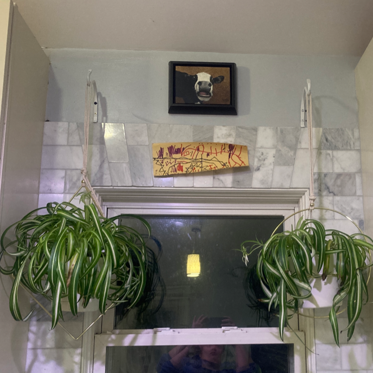Two healthy Curly Spider Plants hanging indoors with vibrant green leaves.